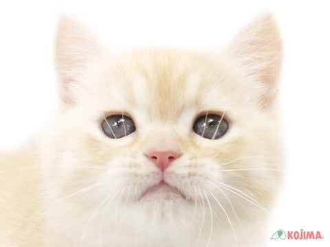神奈川県のマンチカン (コジマ横浜青葉店/2024年2月18日生まれ/男の子/クリームタビーホワイト)の子猫