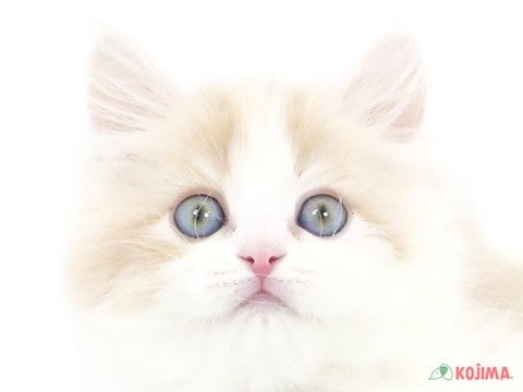 埼玉県のマンチカン (コジマ浦和店/2024年2月11日生まれ/女の子/クリームタビーホワイト)の子猫