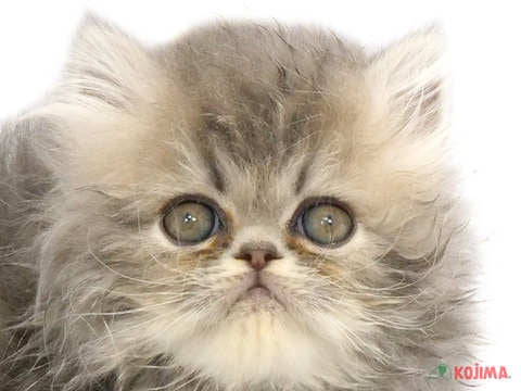 東京都のエキゾチック (コジマGRAND亀戸店/2024年2月19日生まれ/女の子/ブルータビー)の子猫