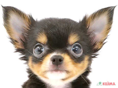 東京都のチワワ(ロング) (コジマ練馬店/2024年2月19日生まれ/女の子/ブラックタンホワイト)の子犬