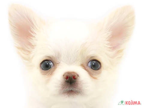 千葉県のチワワ(ロング) (コジマ四街道店/2024年2月18日生まれ/男の子/クリーム)の子犬