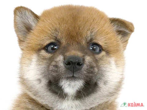 東京都の柴犬(標準サイズ) (コジマ西篠崎店/2024年2月19日生まれ/女の子/赤)の子犬