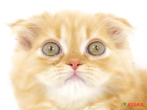 千葉県のスコティッシュフォールド (コジマアリオ蘇我店/2024年2月1日生まれ/男の子/レッドタビーホワイト)の子猫