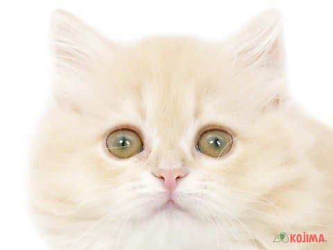 東京都のミヌエット (コジマ六本木店/2024年2月18日生まれ/女の子/クリームタビー)の子猫