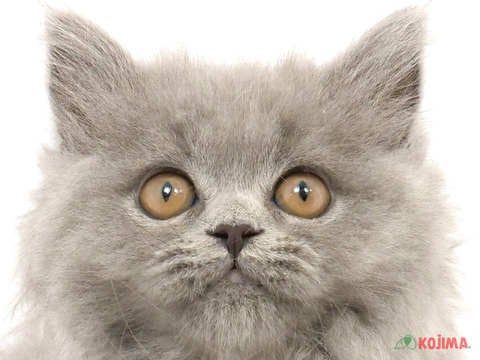 東京都のブリティッシュロングヘアー (コジマアリオ北砂店/2024年2月6日生まれ/女の子/ブルー)の子猫