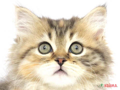 東京都のスコティッシュストレート (コジママチノマ大森店/2024年2月19日生まれ/女の子/ブラウンパッチドタビーホワイト)の子猫