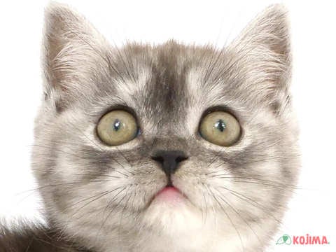 東京都のスコティッシュストレート (コジママチノマ大森店/2024年2月19日生まれ/女の子/シルバーパッチドタビー)の子猫