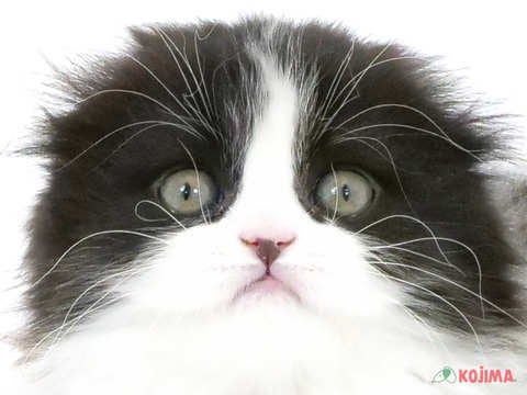 東京都のスコティッシュフォールド (コジマアリオ西新井店/2024年2月20日生まれ/女の子/ブラックホワイト)の子猫