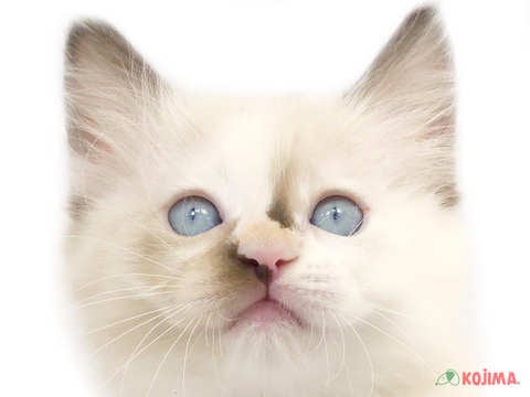 東京都のラグドール (コジマ新小岩店/2024年2月21日生まれ/女の子/チョコレートトーティーシェルポイントバイカラー)の子猫