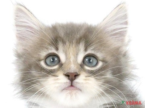 千葉県のノルウェージャンフォレストキャット (コジマ四街道店/2024年2月13日生まれ/男の子/ブルータビーホワイト)の子猫