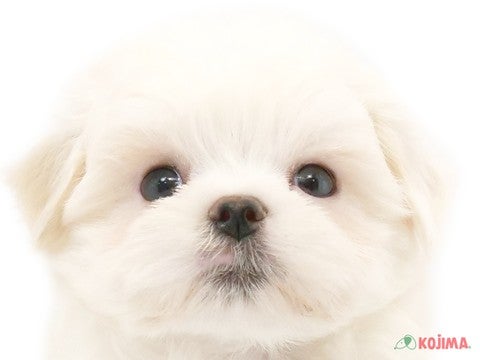 神奈川県のマルチーズ (コジマアリオ橋本店/2024年2月18日生まれ/男の子/ホワイト)の子犬