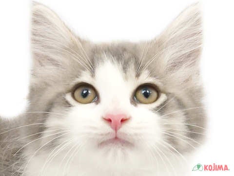 千葉県のノルウェージャンフォレストキャット (コジマアリオ市原店/2024年2月19日生まれ/女の子/ブルータビーホワイト)の子猫