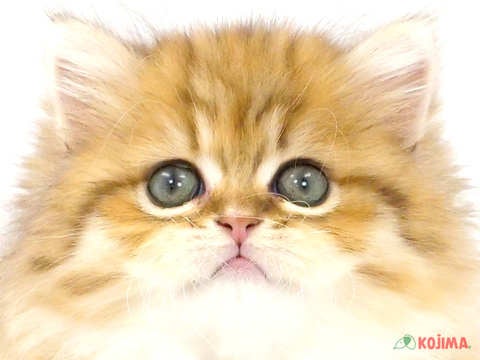 東京都のミヌエット (コジマ目黒店/2024年2月23日生まれ/女の子/ブラウンパッチドタビー)の子猫