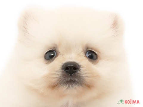 東京都のポメラニアン (コジマ国領店/2024年2月23日生まれ/男の子/ホワイト)の子犬