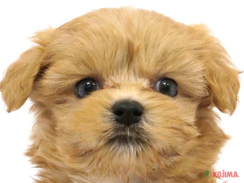 東京都のマルプー(マルチーズ×プードル) (コジマアリオ葛西店/2024年2月24日生まれ/男の子/アプリコット)の子犬