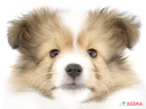 東京都のシェットランドシープドッグ (コジマソコラ用賀店/2024年2月22日生まれ/男の子/セーブルホワイト)の子犬