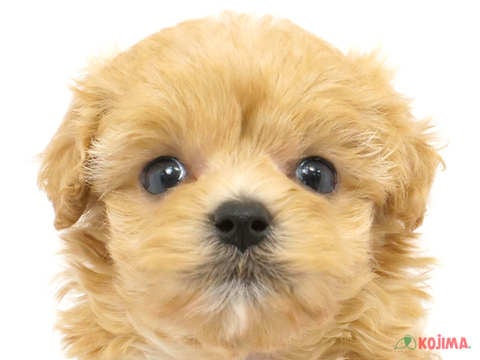 東京都のマルプー(マルチーズ×プードル) (コジマ府中店/2024年2月24日生まれ/女の子/アプリコット)の子犬