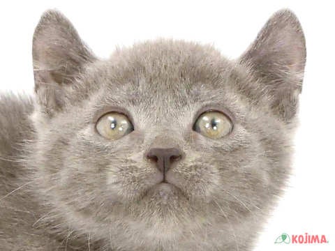 東京都のアメリカンカール (コジマ八王子店/2024年2月25日生まれ/男の子/ブルータビー)の子猫