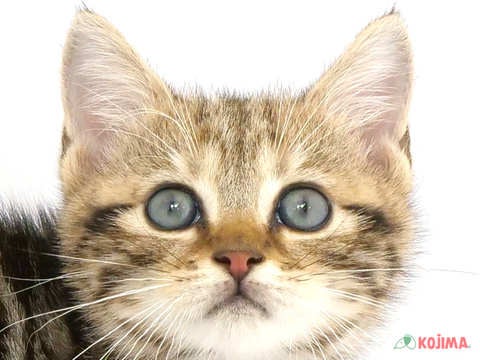 千葉県のアメリカンショートヘアー (コジマ松戸店/2024年2月18日生まれ/男の子/ブラウンタビー)の子猫