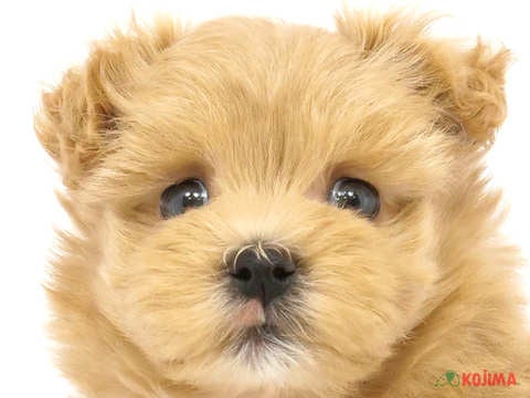 埼玉県のマルプー(マルチーズ×プードル) (コジマ和光店/2024年2月23日生まれ/女の子/アプリコットホワイト)の子犬