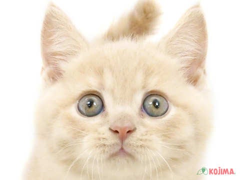 東京都のブリティッシュショートヘアー (コジマ国領店/2024年2月23日生まれ/男の子/クリーム)の子猫