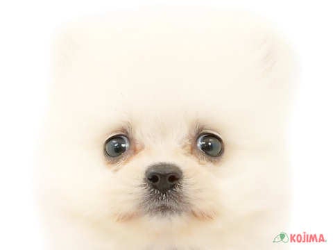 東京都のポメラニアン (コジマ西篠崎店/2024年2月23日生まれ/男の子/ホワイト)の子犬