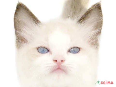 東京都のラグドール (コジマ足立店/2024年2月22日生まれ/女の子/シールポイントバイカラー)の子猫