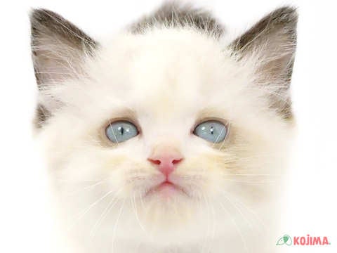 東京都のラグドール (コジマ目黒碑文谷店/2024年2月24日生まれ/男の子/シールポイントバイカラー)の子猫