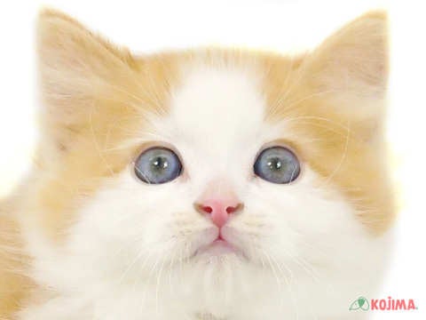 東京都のスコティッシュストレート (コジマアリオ西新井店/2024年2月24日生まれ/男の子/レッドタビーホワイト)の子猫