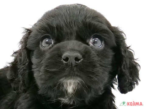 東京都のアメリカンコッカースパニエル (コジマアリオ北砂店/2024年2月25日生まれ/女の子/ブラック)の子犬