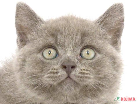 埼玉県のブリティッシュショートヘアー (コジマモラージュ菖蒲店/2024年2月23日生まれ/男の子/ブルー)の子猫