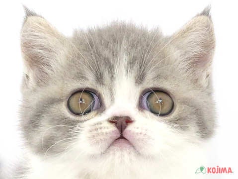 千葉県のエキゾチックショートヘアー (コジマアリオ柏店/2024年2月23日生まれ/男の子/シルバーマッカレルタビーホワイト)の子猫