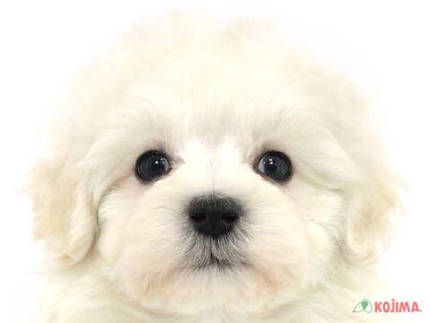 東京都のマルプー(マルチーズ×プードル) (コジマアリオ葛西店/2024年2月24日生まれ/男の子/ホワイト)の子犬