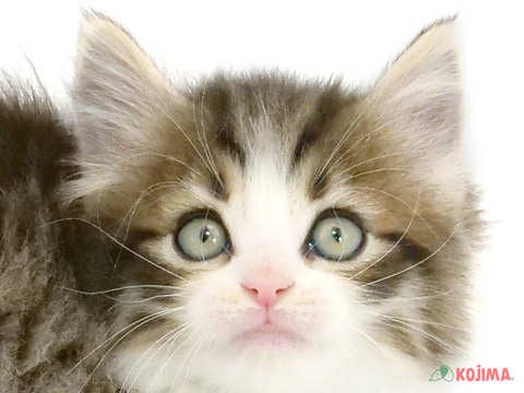 東京都のノルウェージャンフォレストキャット (コジマ国領店/2024年2月23日生まれ/男の子/ブラウンタビーホワイト)の子猫