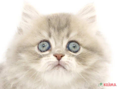 茨城県のペルシャ (コジマイーアスつくば店/2024年2月25日生まれ/女の子/ブルーチンチラゴールデン)の子猫