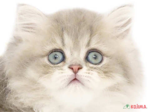 東京都のペルシャ (コジマ六本木店/2024年2月25日生まれ/女の子/ブルーチンチラゴールデン)の子猫