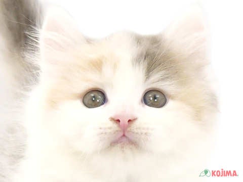 神奈川県のマンチカン (コジマベイタウン横浜本牧店/2024年2月24日生まれ/女の子/ダイリュートキャリコ)の子猫