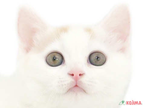 埼玉県のマンチカン (コジマ浦和店/2024年2月18日生まれ/男の子/レッドタビーホワイト)の子猫