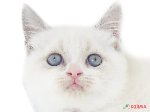 東京都のブリティッシュショートヘアー (コジマ府中店/2024年2月24日生まれ/女の子/ブルーポイント)の子猫