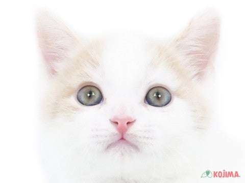 東京都のマンチカン (コジマ田端店/2024年2月25日生まれ/男の子/クリームタビーホワイト)の子猫