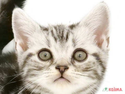 千葉県のアメリカンショートヘアー (コジマ四街道店/2024年2月24日生まれ/男の子/シルバータビー)の子猫