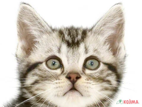 東京都のアメリカンショートヘアー (コジママチノマ大森店/2024年2月22日生まれ/男の子/シルバータビー)の子猫