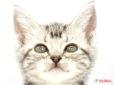 茨城県のアメリカンショートヘアー (コジマイーアスつくば店/2024年2月25日生まれ/女の子/シルバータビー)の子猫