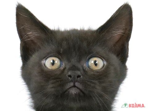 東京都のスコティッシュフォールド (コジマソコラ用賀店/2024年2月24日生まれ/女の子/ブラックスモーク)の子猫