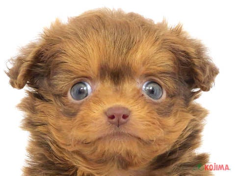 千葉県のチワプー/プーチー(チワワ×プードル) (コジマ四街道店/2024年2月25日生まれ/男の子/レッド)の子犬