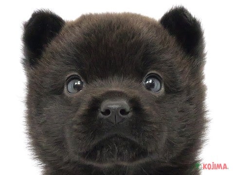東京都の甲斐犬 (コジマ八王子店/2024年2月25日生まれ/男の子/黒虎)の子犬