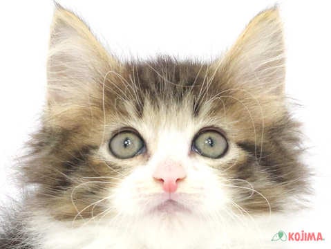 東京都のノルウェージャンフォレストキャット (コジマ町田店/2024年2月25日生まれ/女の子/ブラウンタビーホワイト)の子猫