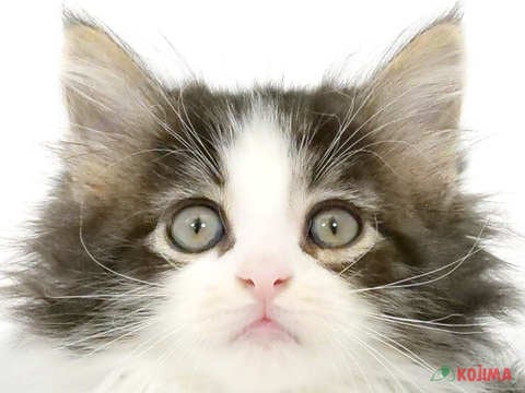 東京都のノルウェージャンフォレストキャット (コジマ高井戸店/2024年2月25日生まれ/男の子/ブラウンタビーホワイト)の子猫