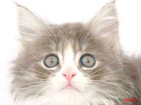 東京都のノルウェージャンフォレストキャット (コジママチノマ大森店/2024年2月25日生まれ/女の子/ブルータビーホワイト)の子猫