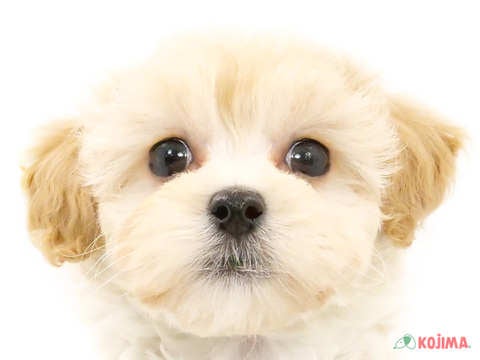 東京都のマルプー(マルチーズ×プードル) (コジマ青戸店/2024年2月24日生まれ/男の子/クリーム)の子犬